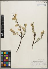 Foto von Salix planifolia Pursh